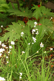 Libertia grandiflora RCP5-06 219.jpg